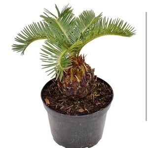 Sago Palm in 10 inch pot